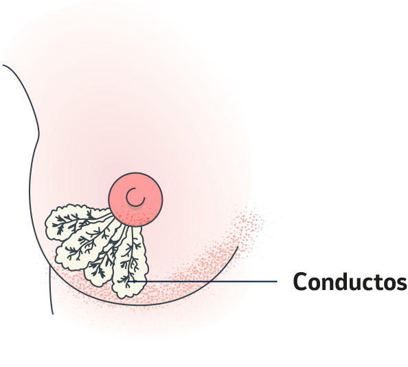 diagrama conductos de la mama