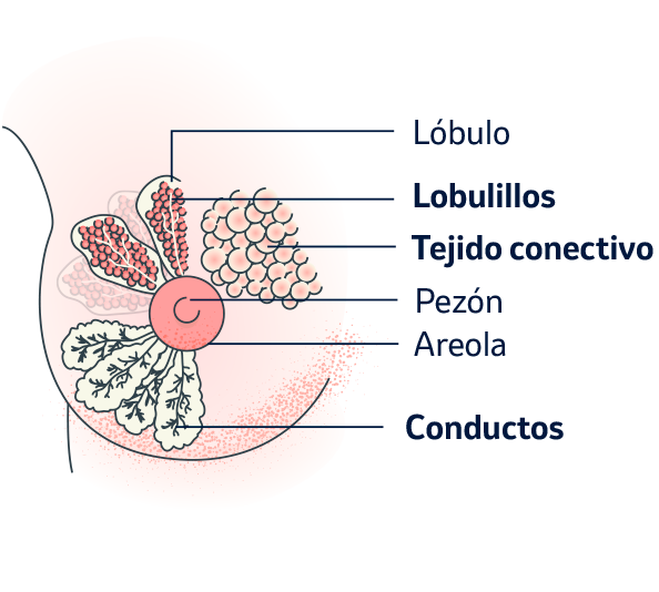 diagrama de la anatomía de la mama